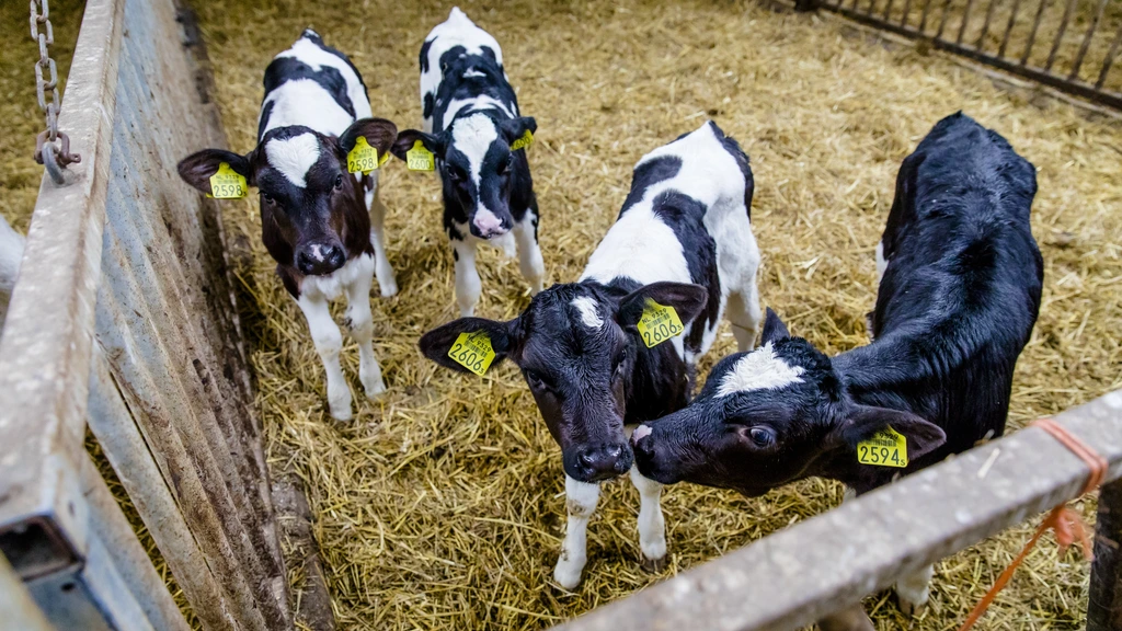 Foto: Hoe kalf Ollie in Nederland terechtkwam (ondanks alle goede voornemens)