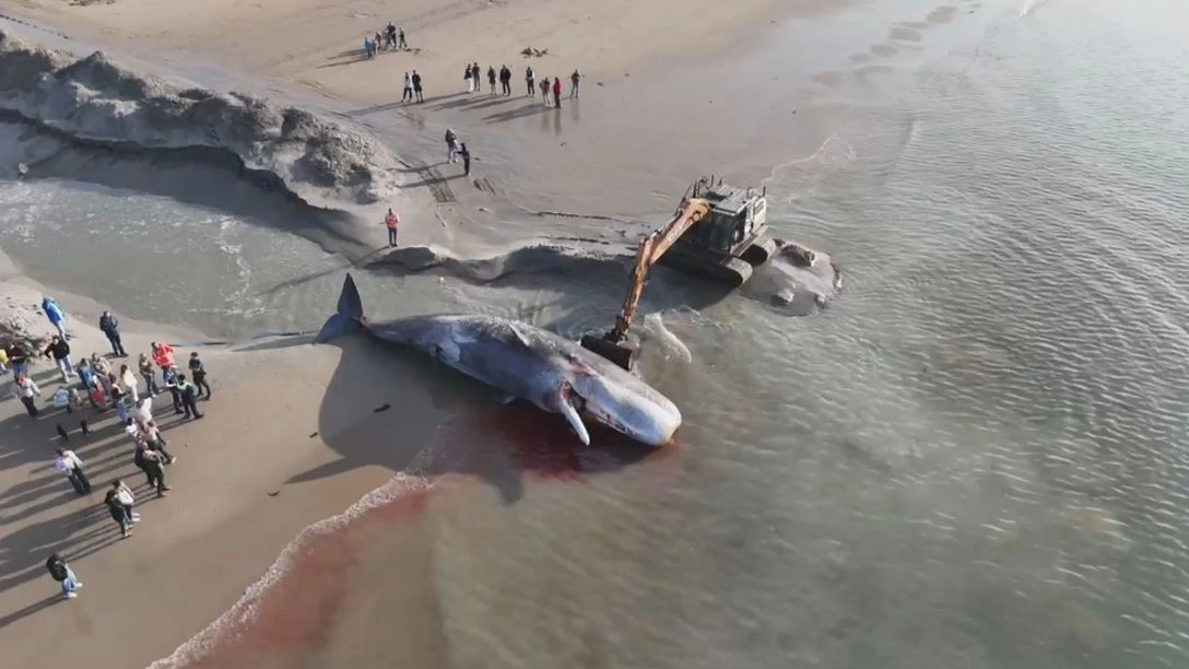 Potvis teruggesleept naar strand Renesse: ‘Hij is zó groot, echt bizar’ Potvis teruggesleept naar strand Renesse: ‘Hij is zó groot, echt bizar’